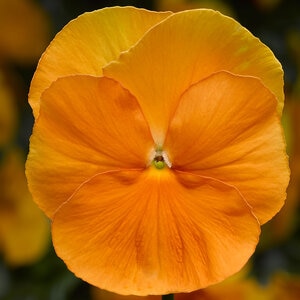Viola X Wittrockiana Delta Pro Clear Orange Pansy