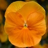 Viola X Wittrockiana Delta Pro Clear Orange Pansy