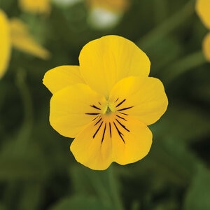 Viola Cornuta Penny Yellow Horned Violet