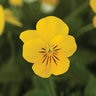 Viola Cornuta Penny Yellow Horned Violet