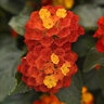 Lantana Camara Shamrock Red Lantana