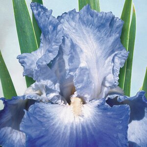 Iris Bulb Germanica Clarence Bearded Iris