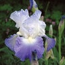 Iris Bulb Germanica Clarence Bearded Iris
