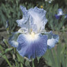 Iris Bulb Germanica Clarence Bearded Iris