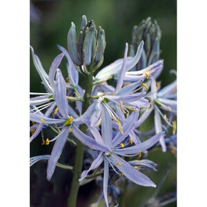Camassia Bulb Quamash Cusickii Camas 150 Count Crate