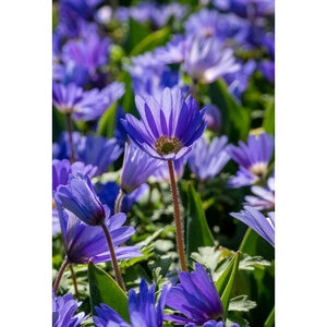 Anemone Bulb Grecian Blanda Blue Shades Windflower Each