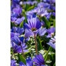 Anemone Bulb Grecian Blanda Blue Shades Windflower