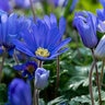 Anemone Bulb Grecian Blanda Blue Shades Windflower