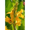 Canna Bulb Indica Picasso Canna Lily 2/3 Eye