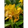Canna Bulb Indica Golden Lucifer Dwarf Canna Lily  #1
