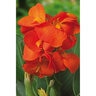 Canna Bulb CannaSol Happy Cleo Canna Lily 3/5 Eye