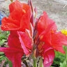 Canna Bulb Indica The President Canna Lily  #1
