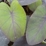 Colocasia Bulb Esculenta Black Magic Elephant Ears 7/9