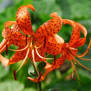 Lilium Bulb Lancifolium Splendens Tiger Lily 14/16 30 Count Bag
