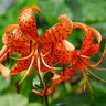 Lilium Bulb Lancifolium Splendens Tiger Lily 14/16
