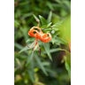 Lilium Bulb Lancifolium Splendens Tiger Lily 14/16
