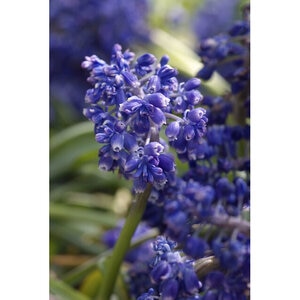 Muscari Bulb Armerniacum Blue Spike Grape Hyacinth Each