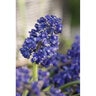 Muscari Bulb Armerniacum Blue Spike Grape Hyacinth