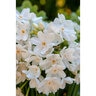 Narcissus Bulb Ariel Paperwhite Daffodil