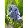 Muscari Bulb Armerniacum Blue Spike Grape Hyacinth