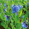 Mertensia Bulb Virginica Virginia Bluebell