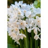 Narcissus Bulb Ariel Paperwhite Daffodil