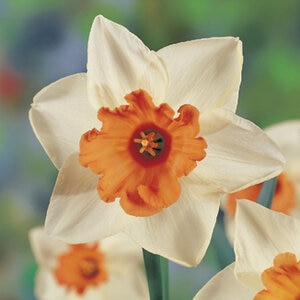 Narcissus Bulb Large Cup Chromacolor Daffodil