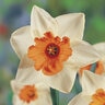 Narcissus Bulb Large Cup Chromacolor Daffodil