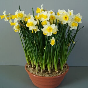 Narcissus Bulb Bunch Flowering Golden Echo Daffodil