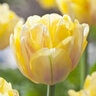 Tulipa Bulb Double Early Foxy Foxtrot Tulip
