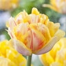 Tulipa Bulb Double Early Foxy Foxtrot Tulip

