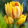 Tulipa Bulb Double Early Monsella Tulip