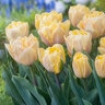 Tulipa Bulb Double Early Foxy Foxtrot Tulip
