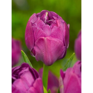 Tulipa Bulb Double Late Abigail Tulip Each
