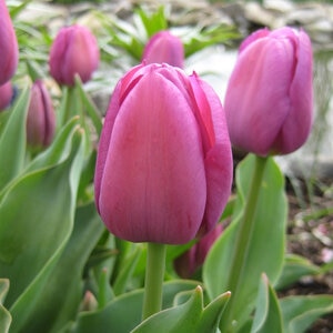 Tulipa Bulb Double Negrita Tulip
