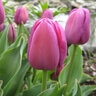 Tulipa Bulb Double Negrita Tulip
