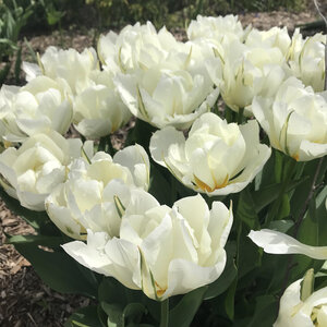 Tulipa Bulb Fosteriana Emperor Exotic Emperor Tulip
