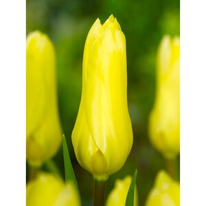 Tulipa Bulb Fosteriana Emperor Yellow Emperor Tulip Rack Program 10 Count Bag