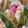 Tulipa Bulb Parrot Pink Vision Tulip