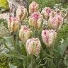 Tulipa Bulb Parrot Pink Vision Tulip