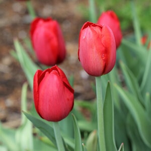 Tulipa Bulb Single Late Kingsblood Tulip