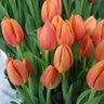 Tulipa Bulb Triumph Delta Storm Tulip
