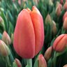 Tulipa Bulb Triumph Delta Storm Tulip
