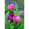 Tulipa Bulb Triumph Purple Rain Tulip