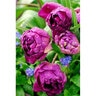 Tulipa Bulb Triumph Purple Rain Tulip