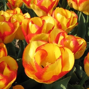 Tulipa Bulb Triumph Outbreak Tulip 100 Count Bag