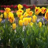 Tulipa Bulb Triumph Stripe Bellona Tulip