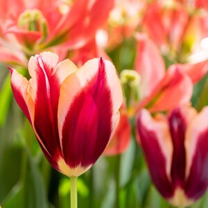 Tulipa Bulb Triumph Slawa Tulip