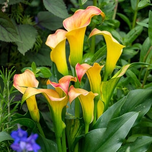 Zantedeschia Bulb Morning Sun Calla Lily 14/16 25 Count Bag