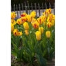 Tulipa Bulb Triumph Stripe Bellona Tulip